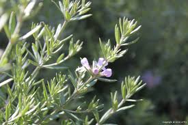 Image result for Westringia