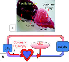 The heart has four chambers: A Perspective On The Evolution Of The Coronary Circulation In Fishes And The Transition To Terrestrial Life Springerlink