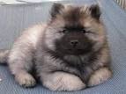 Keeshond Heaven - Keeshond Pups for Sale! Keeshond Breeder