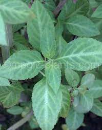 Sage of the diviners needs 0.5 cups of water every 9 when it doesn't get direct sunlight and is potted in a 5 pot. Salvia Divinorum Sage Of The Diviners Magic Plants Ethnobotany