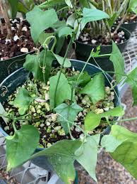 Image result for Corallocarpus triangularis