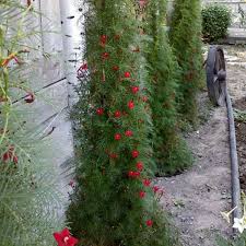 Image result for Ipomoea quamoclit