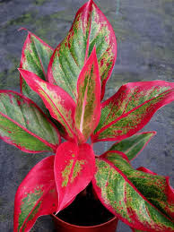 In this video, i will review and talk about my first plant purchased, the siam aurora chinese evergreen red lipstick (aglaonema) which is said to be the be. 5 Gorgeous Indoor Plants In Shades Of Awakening The Colour Of The Year Architectural Digest India