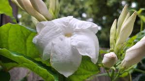 Image result for dipladenie suaveolens obrázek