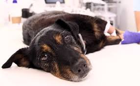 Come see us to experience the isthmus veterinary care difference. Access Veterinary Services Pricing For Common Procedures Shots