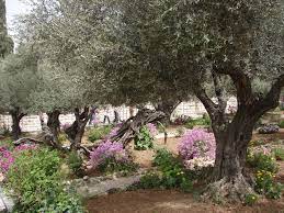 By growing olive trees in containers, you'll take your turn in uncovering this evergreen gem! 13 June 2012 Ferrebeekeeper