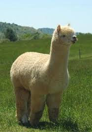 Cover that camel, prevent camel toe, stop camel toe, avoid camel toe, with the cuchini pad camel toe solution. Alpaca Cute Animals Animals Fluffy Animals