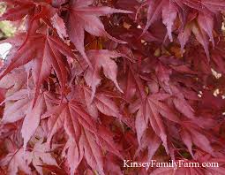 Best grown in afternoon shade. Japanese Maple Trees For Sale Georgia Kinsey Family Farm