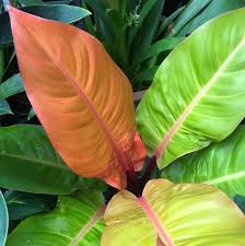 Philodendron is an adaptable houseplant, thriving in bright, indirect light and temperatures of 60°f and above. The Must Read Imperial Gold Philodendron Care Guide Ipa