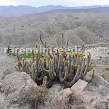 Now conservationists are finding creative ways to rescue them. Weberbauerocereus Weberbaueri Golden Arequipa Cactus Buy Seeds At Rarepalmseeds Com