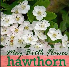 May Birth Month Flower The Hawthorn May Birth Flowers Birth Flowers Birth Month Flowers