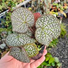 Image result for Begonia fusialata