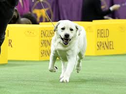 The westminster dog show is a competition hosted by the american kennel club that brings dogs of all breeds from around the world together to compete in agility, obedience and conformation contests. Dog Breeds That Have Never Won The Westminster Dog Show