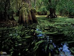 Florida Swamp Wallpaper Wide Bhl Cypress Trip Nature Wallpaper