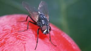 How to kill house flies. Natural Ways To Rid Your Home Of Flies Huffpost Canada Life