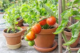 They were not intended as a complement to home or. The Best 11 Vegetables To Grow In Pots And Containers Gardener S Path