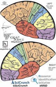 Brain Hats Cerebral Cortex With Images Cerebral Cortex Brain Models The Brain For Kids Brain Hat Science Experiments Kids Brain Diagram