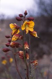 Image result for Erythrostemon