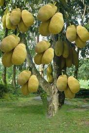 Jaqueira Arbre Exotique Arbre Fleuri Arbres Etranges