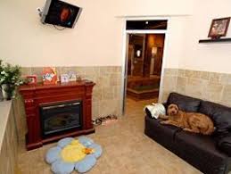 February is pet training awareness month, so acc volunteer kevin de l'aigle appeared on nbc new york to share some of the dos and don'ts of training!! Pin On Rabbit Houses