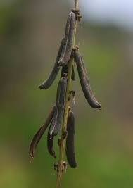 Image result for Crotalaria lanceolata