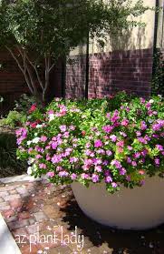Image result for Vinca