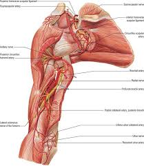 The triceps brachii and anconeus muscles on the back of your upper arm straighten your elbow. Upper Arm Clinical Gate