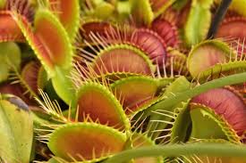 Image result for Droseraceae