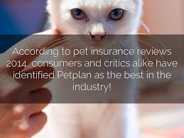 We did not find results for: The Best Pet Insurance In Australia By Petplanpro