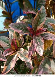 Image result for Pseuderanthemum