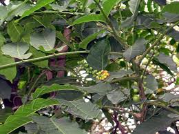 Image result for Aphanamixis polystachya