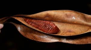 Image result for Newtonia buchananii