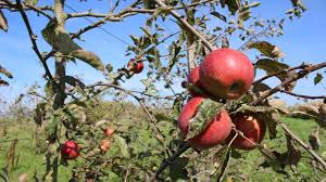 Roncq Comines Pommes Potirons Ou Poireaux La Cueillette D Automne Est Lancee