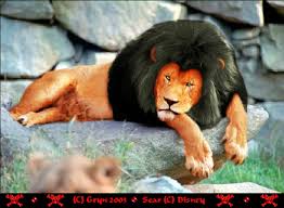 When you think of lions in the masai mara, one should. Real Life Scar By Pucksgryn On Deviantart