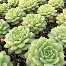 Image result for Criscianthus