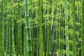 Invasive Plants To Avoid In Your Garden Bamboo Wallpaper How To Dye Fabric Bamboo Forest