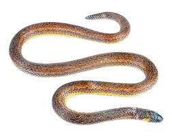 Image result for Atractus modestus