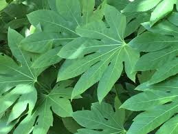 Japanese aralia is tall and tree like in habit and grows quite fast. Plants For Dallas Your Source For The Best Landscape Plant Information For The Dallas Ft Worth Metroplex Aralia
