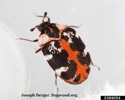 Fantastic pest control can send a pro to your property within 1 hour. Carpet Beetles