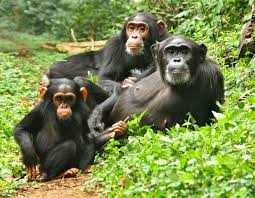 Image Result For Apes Family Chimp Gorilla Baby Chimpanzee