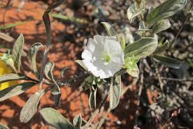 Image result for Bonamia mossambicensis