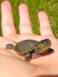 See full list on thesprucepets.com Baby Painted Turtle Turtle Pet Turtle Turtle Care