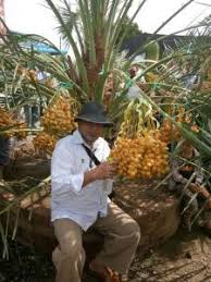 Gambar Pohon Kurma Tropis Barhee Sedang Berbuah Tropis Tanaman Buah