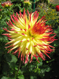 Image result for Dahlia sp. (cultivar)