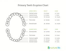 teeth diagram chart catalogue of schemas