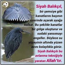 Https Www Instagram Com Bilgikupu Tv Bilgi