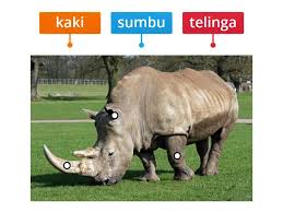 Ia memiliki tanduk tunggal, yang. Bahagian Tubuh Haiwan Badak Sumbu Labelled Diagram