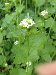 Die Knoblauchsrauke Fur Leckeres Wildkrauter Pesto Schmeckt Herrlich Wurzig Wie Eine Mischung Aus Knoblauch Und Knoblauchsrauke Krauter Pflanzen Gartenarten