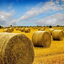 Amazing Golden Hay Bales On A Perfect Sunny Day Aff Hay Golden Amazing Bales Day Ad Bridal Pictures Rustic Chic Wedding South Indian Weddings