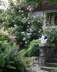1 955 Mentions J Aime 26 Commentaires Ein Schweizer Garten Einschweizergarten Sur Instagram Die Einmalbluhende Kletterrose Ein Schweizer Garten Garten